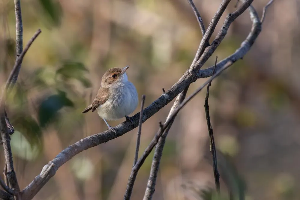 Suzano registra 202 novas espécies de animais silvestres em suas áreas florestais de Mato Grosso do Sul