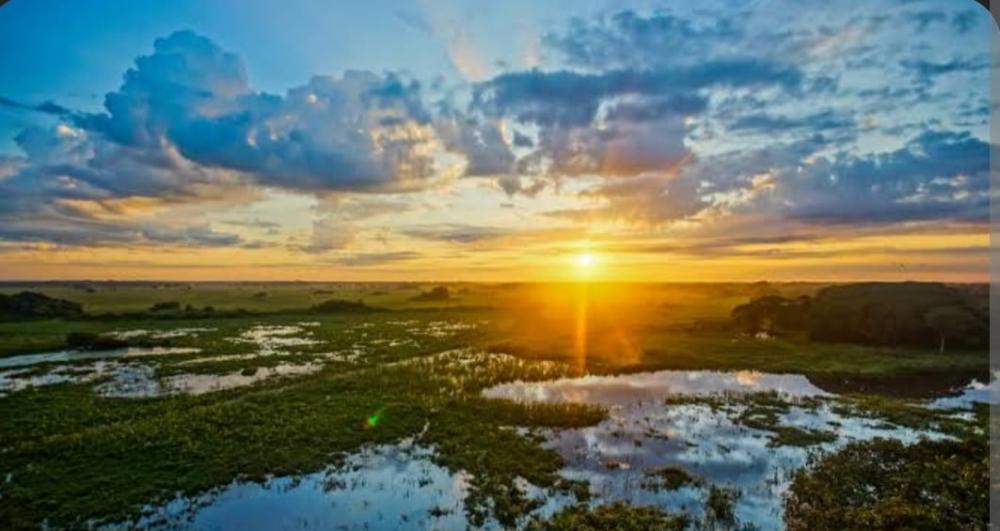 Lei do Pantanal é sancionada com Marina Silva e MS terá R$ 50 milhões para conservação