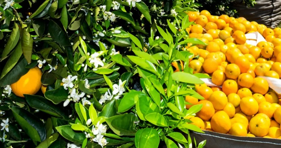 Com investimento de R$ 1,2 bilhão Ribas também vai Cultivar Laranja, plantio inicia ainda este ano